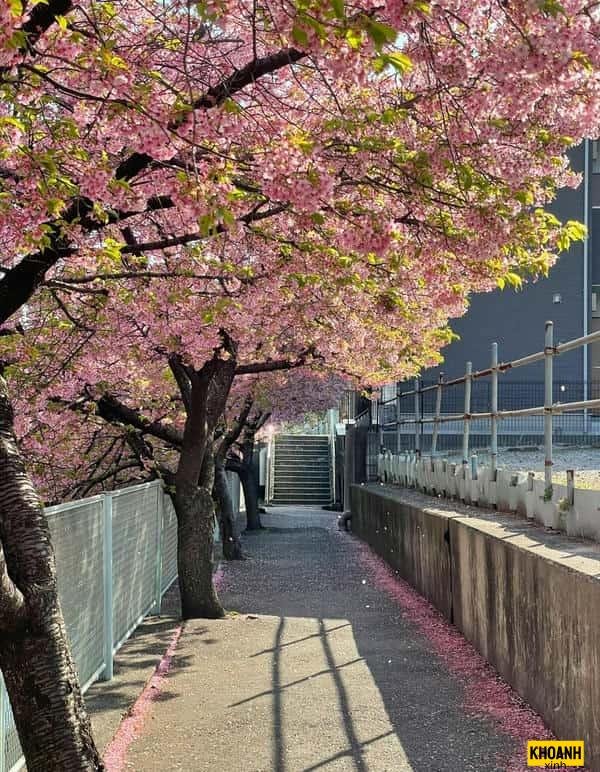 hoa anh đào lung linh