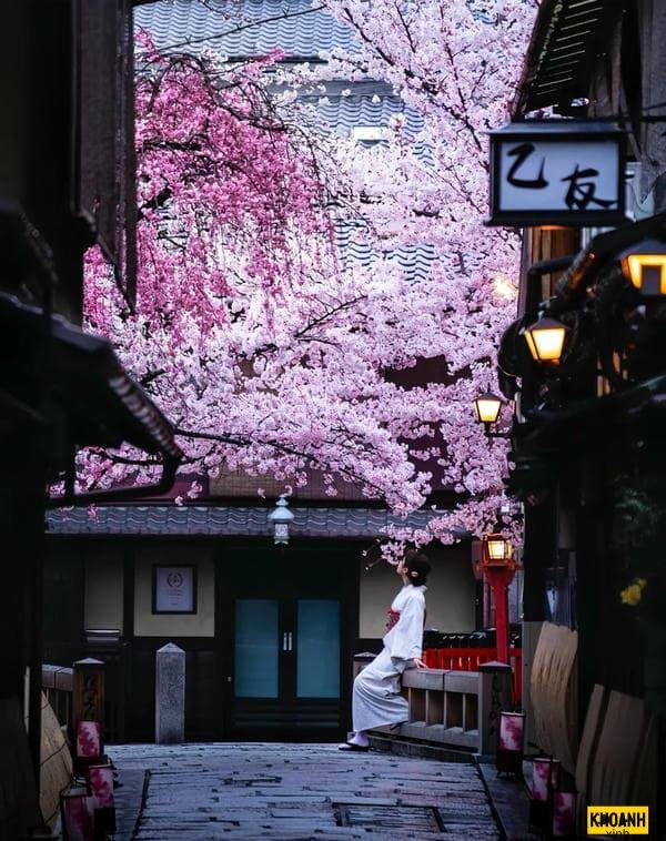 hoa anh đào mùa xuân