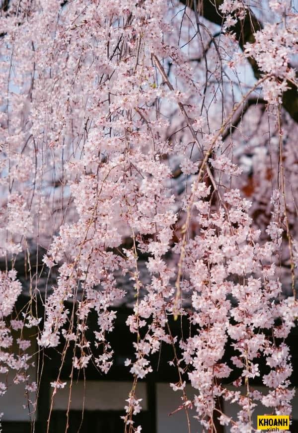 hoa anh dao nhat ban