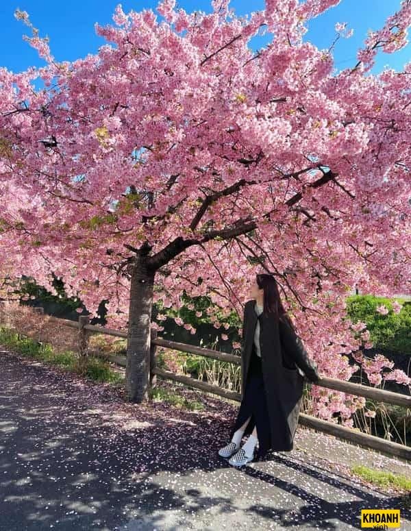 hoa anh đào nhật bản