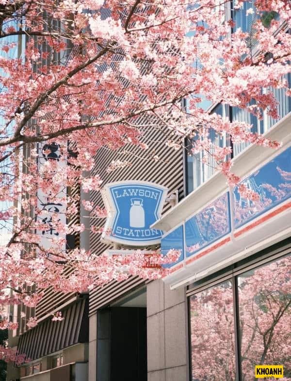 hoa anh đào nở rộ