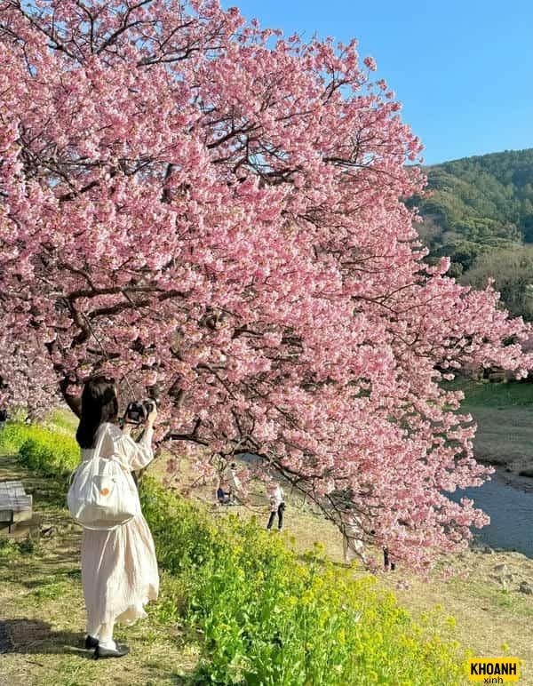 hoa anh dao sac hong