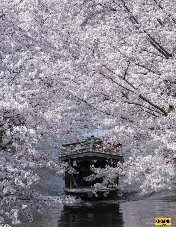 hoa anh đào trắng xinh