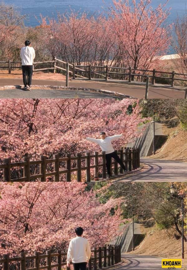 hoa anh đào trong gió