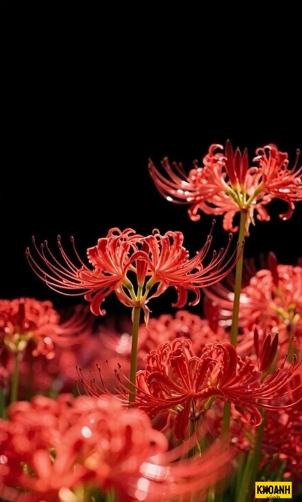 hoa bỉ ngạn buồn man mác