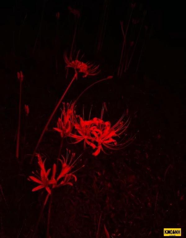 hoa bi ngan sau muon hd