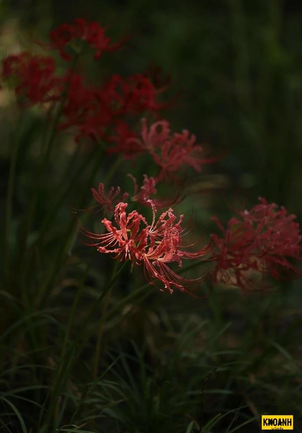 hoa buon kieu cinematic net