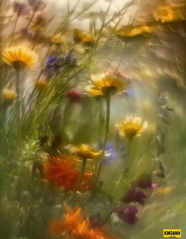 hoa buồn mang tâm sự