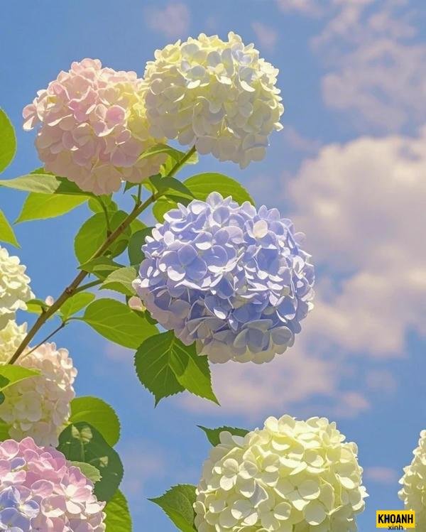 hoa cẩm tú cầu dại