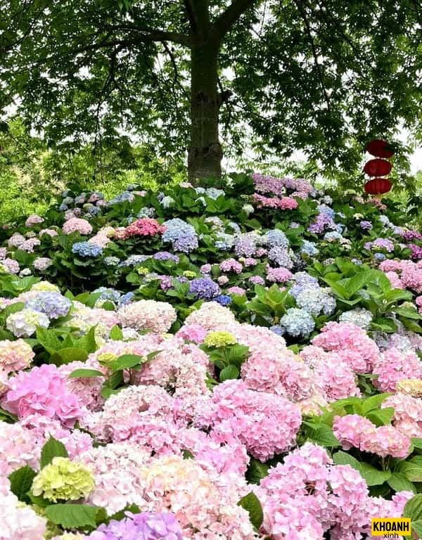 hoa cam tu cau lung linh