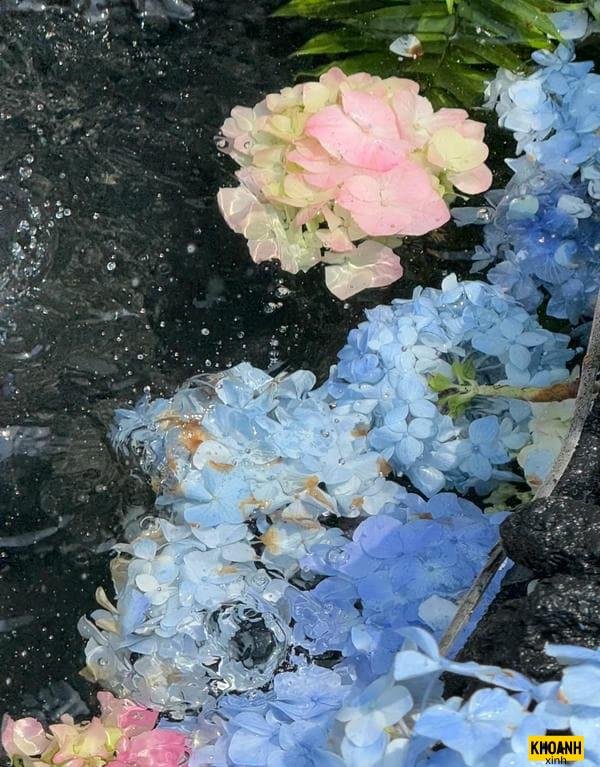 hoa cẩm tú cầu lung linh