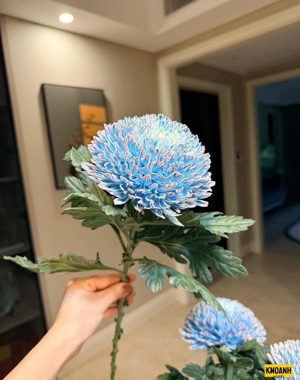 hoa cuc dai ven duong