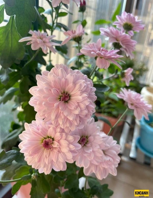 hoa cúc dại ven đường