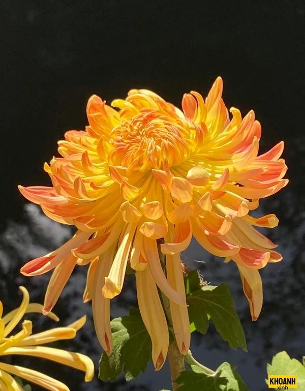 hoa cuc dep nhe nhang