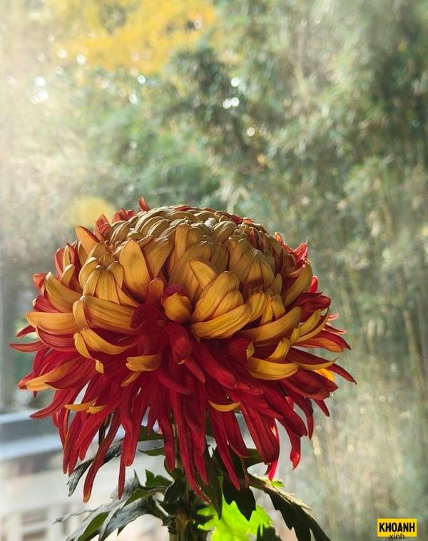 hoa cúc mùa thu hd