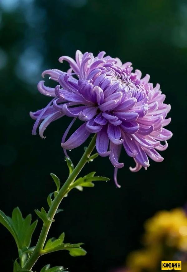 hoa cúc tím mộng mơ