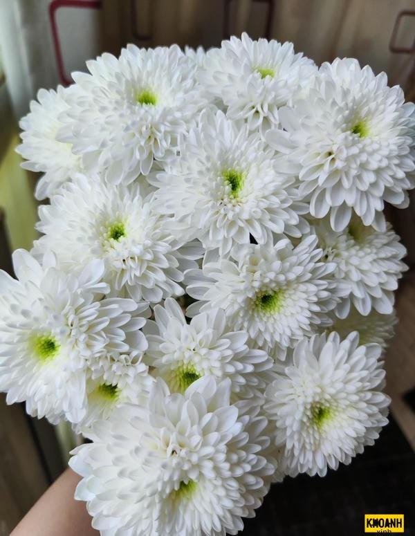 hoa cuc trang dai xinh