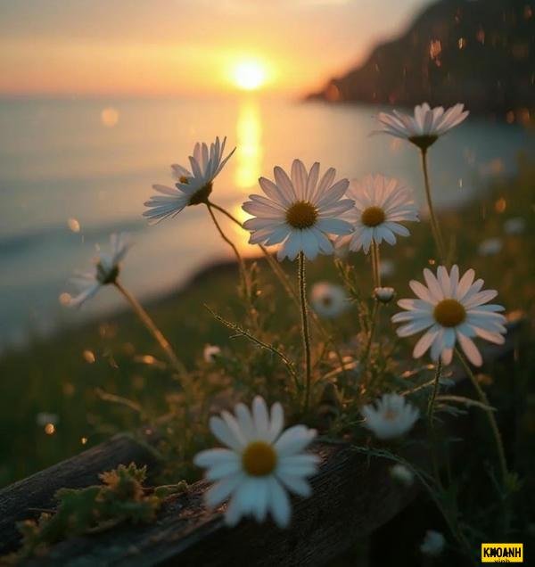 hoa cúc trắng dại xinh