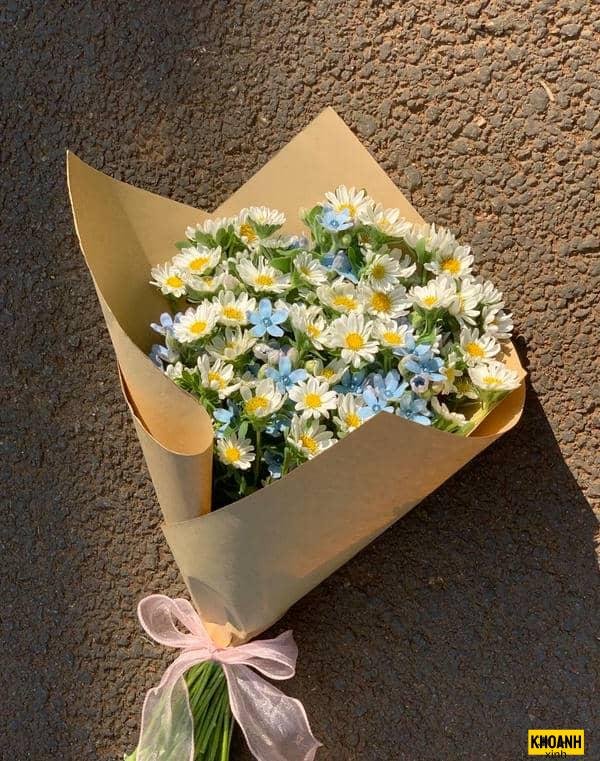 hoa cúc trắng họa mi