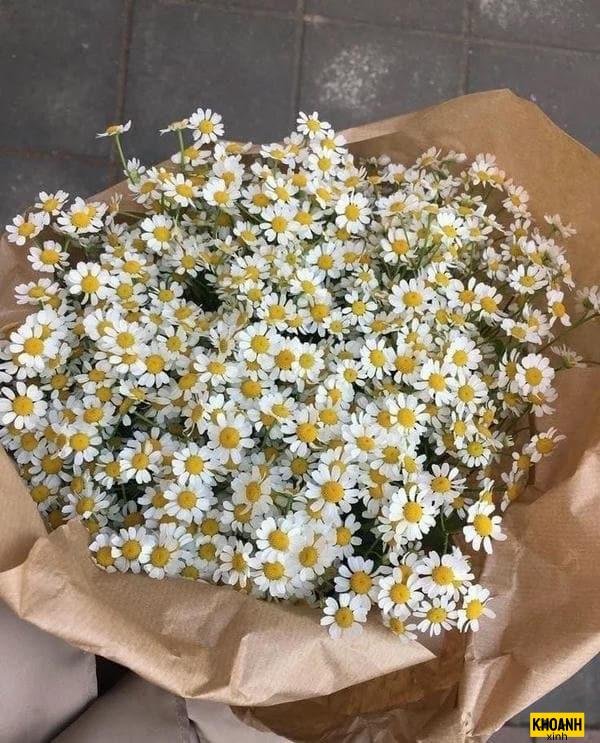 hoa cuc trang lung linh