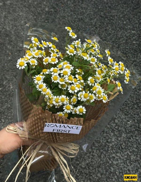 hoa cúc trắng tana hd