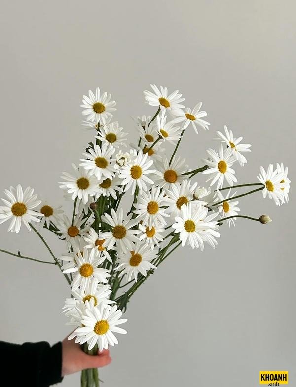 hoa cúc trắng tinh khiết