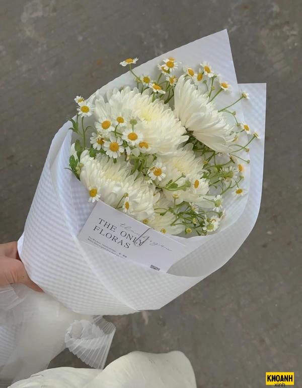 hoa cúc trắng tinh khôi