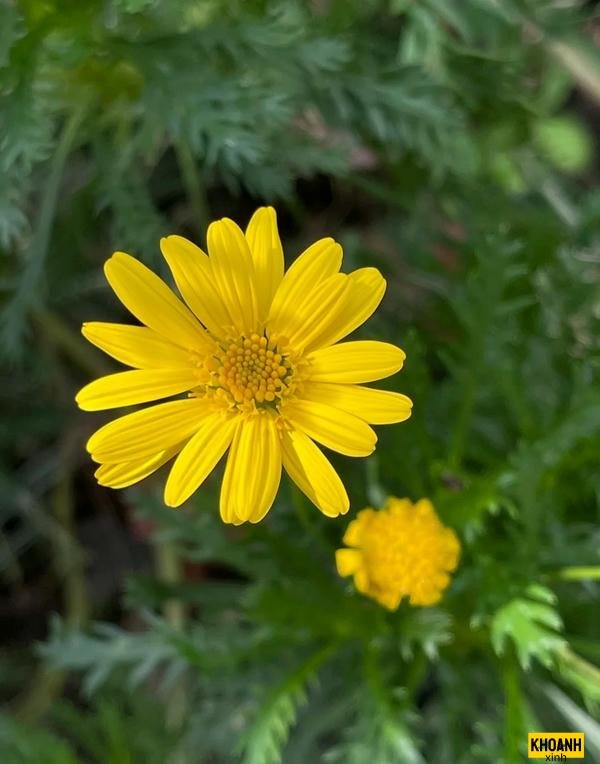 hoa cúc vàng rực rỡ