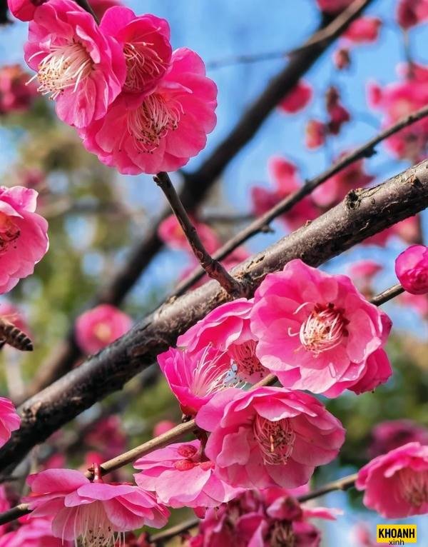 hoa đào khoe sắc thắm