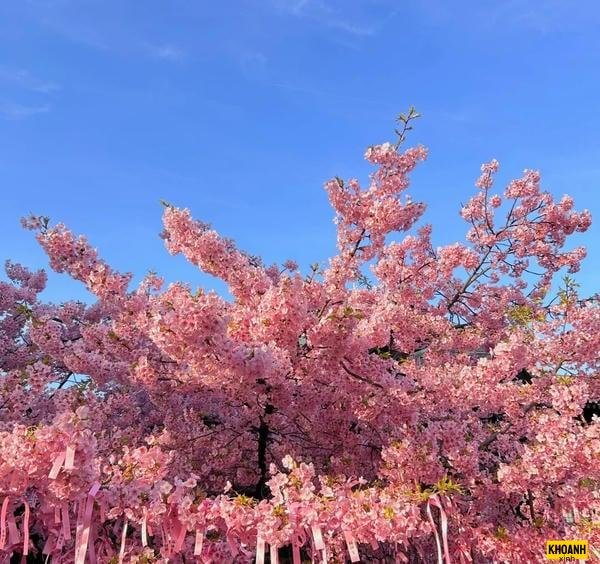 hoa đào lung linh nắng