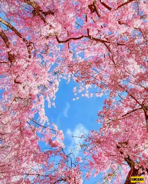 hoa đào mùa xuân hd