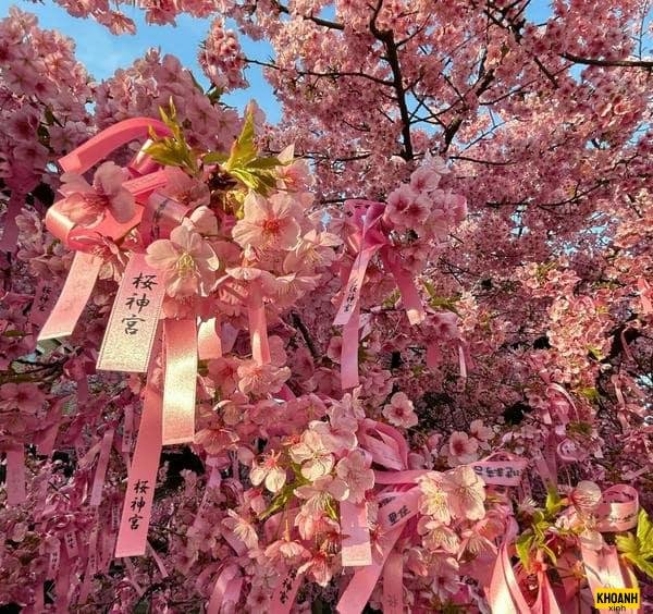 hoa đào nhật bản xinh