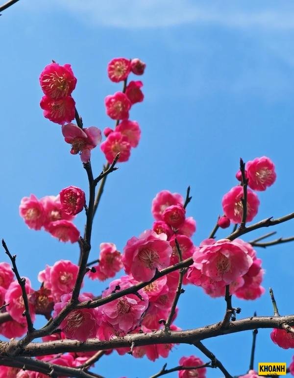 hoa đào phong cách vintage