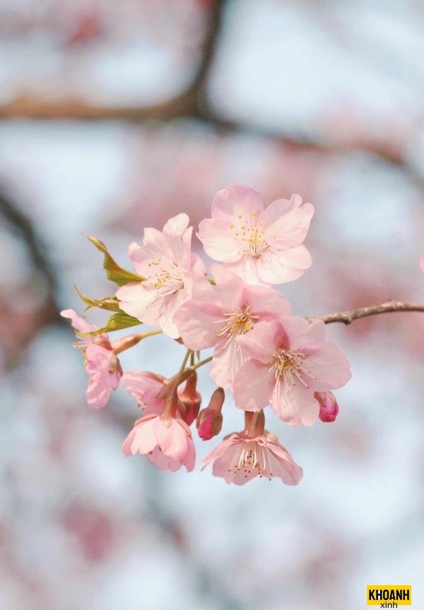 hoa dao rung cuc dep