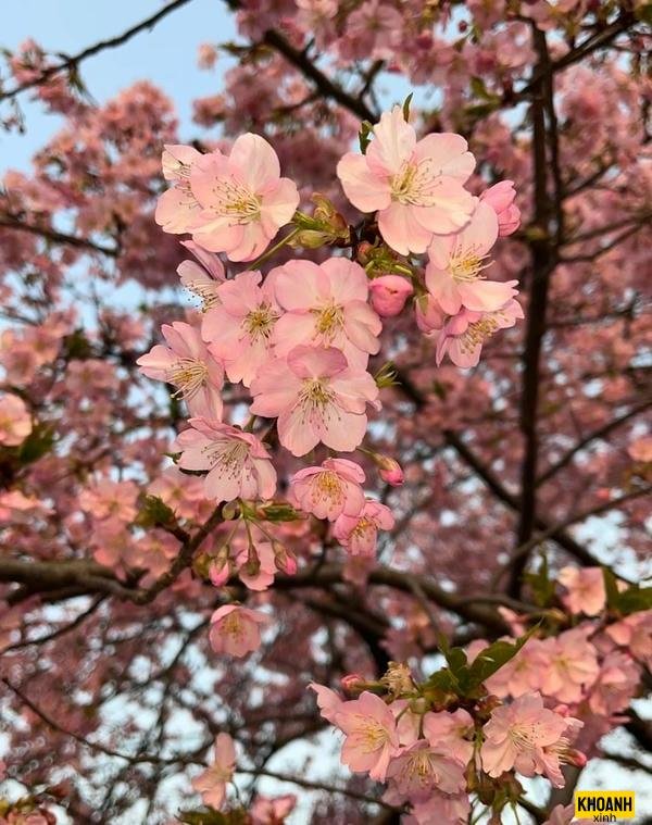 hoa dao xuan cuc net