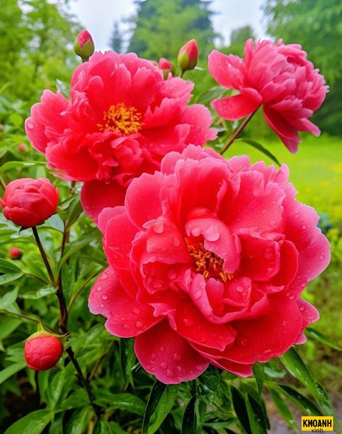 hoa đẹp bốn mùa nét