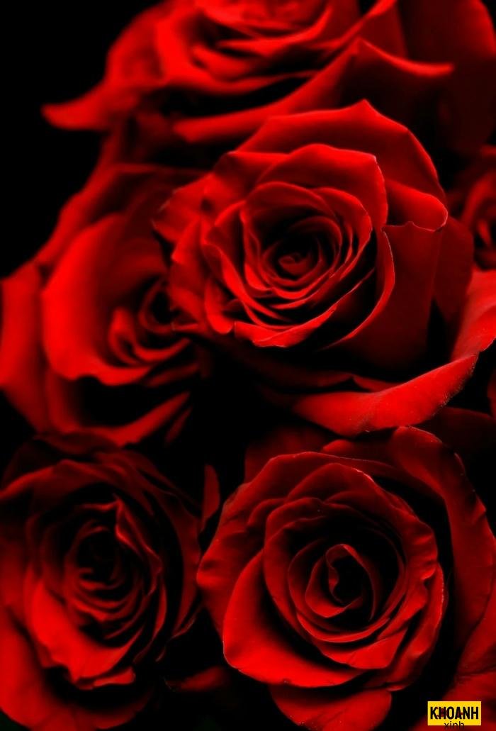 hoa hong do tang ban gai