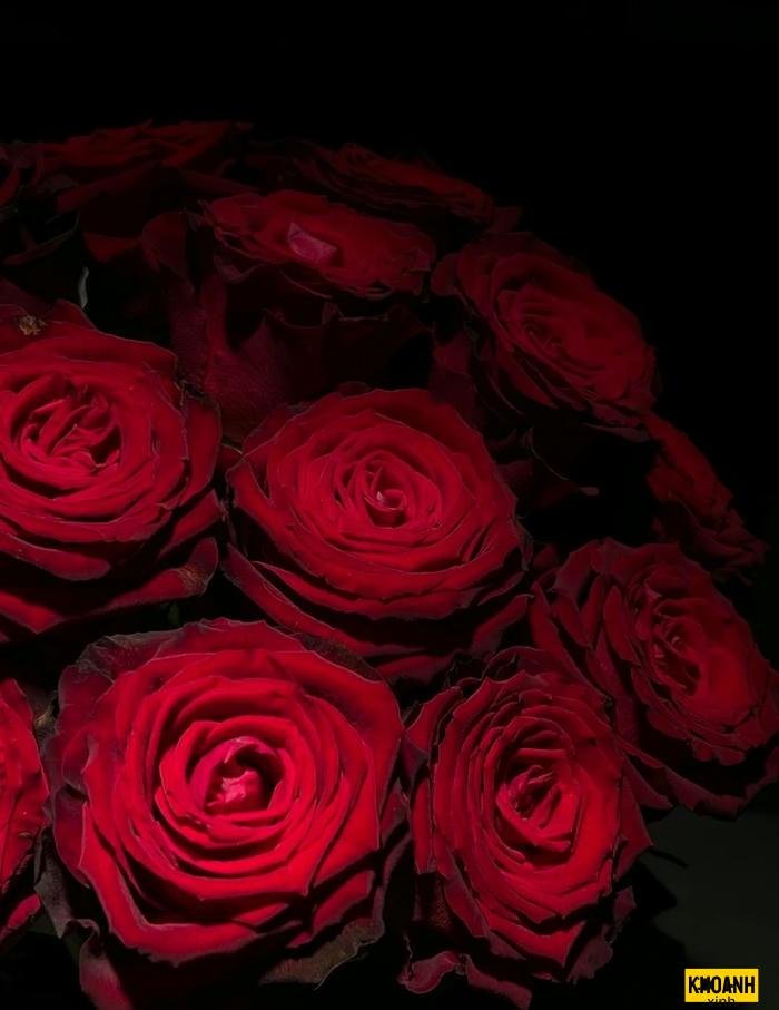 hoa hồng đỏ tặng người yêu