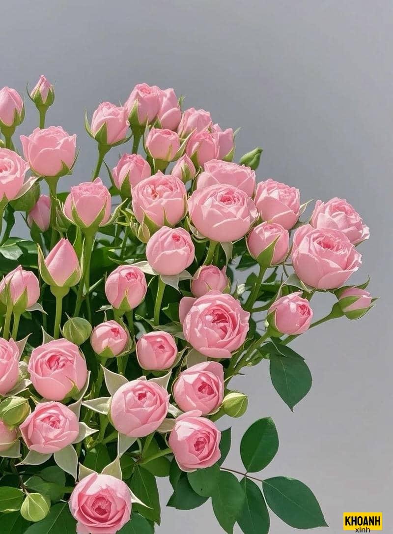 hoa hồng ngoại nhập đẹp