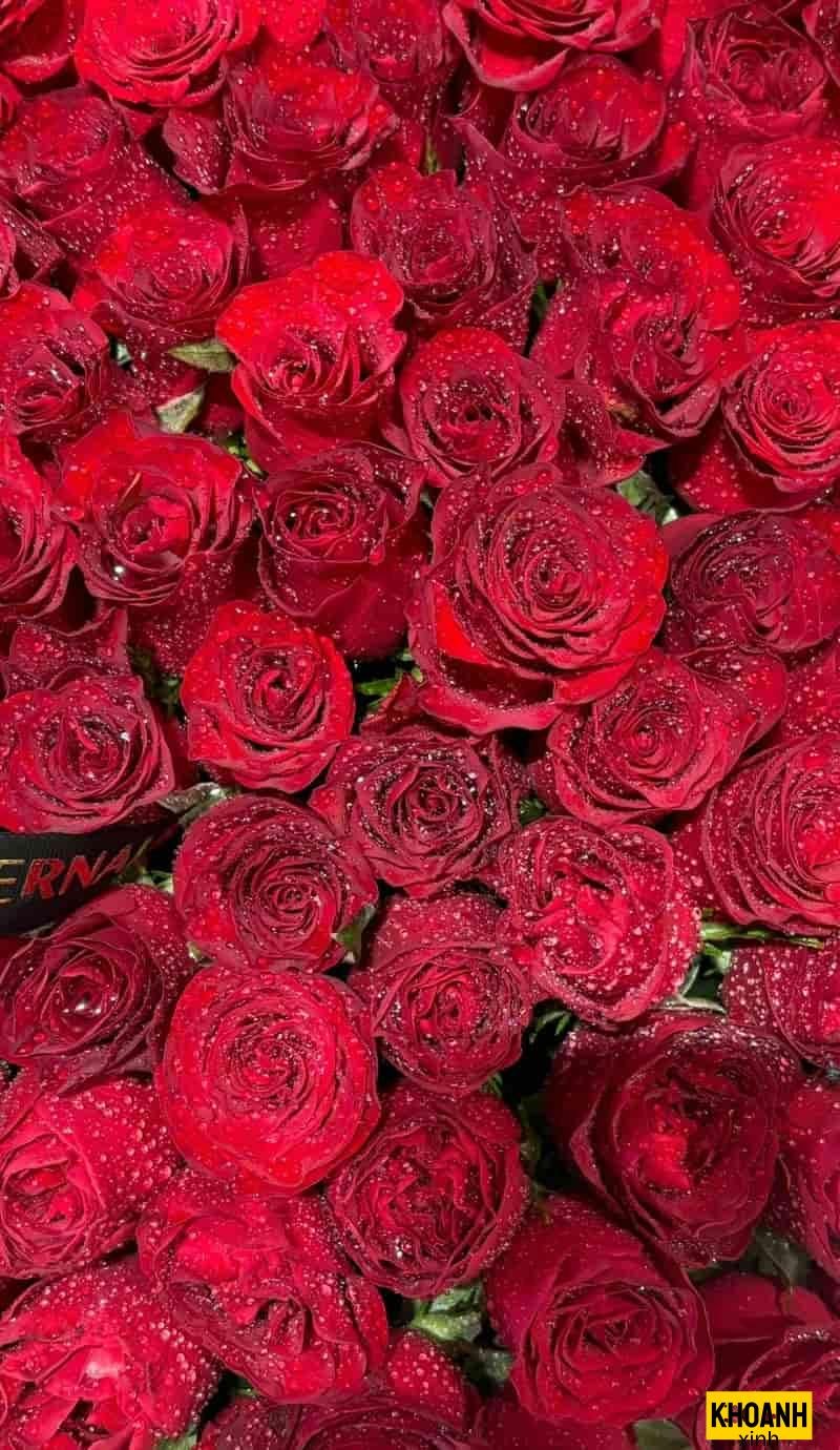 hoa hồng thơm ngát hd