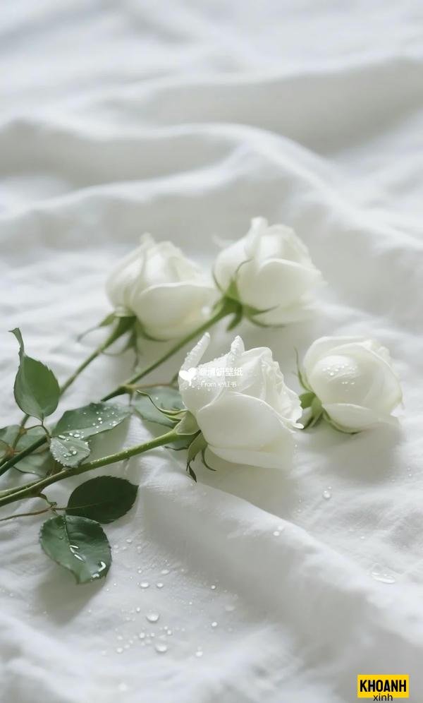 hoa hồng trắng cực nét