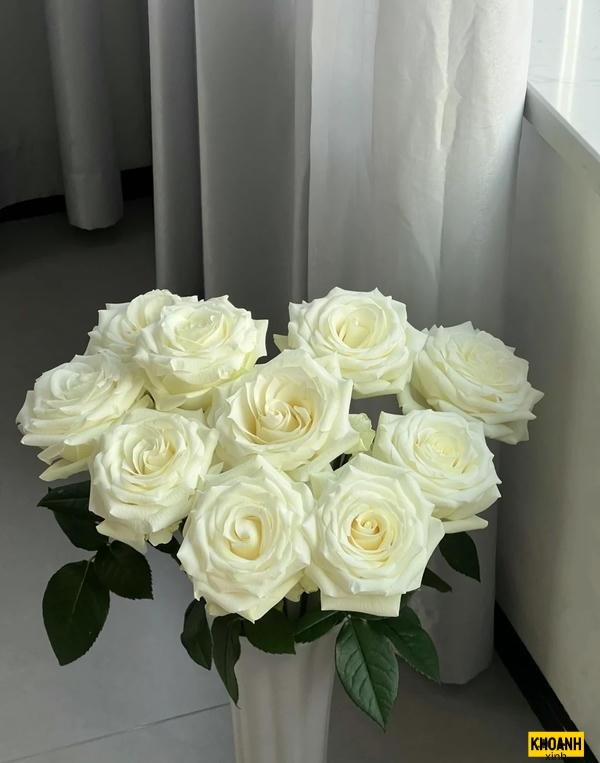 hoa hồng trắng thuần khiết