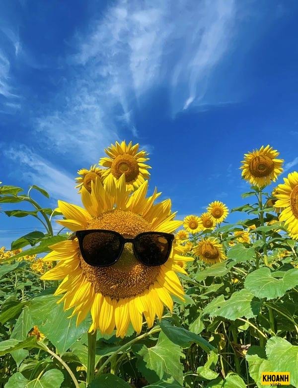 hoa hướng dương cực nét