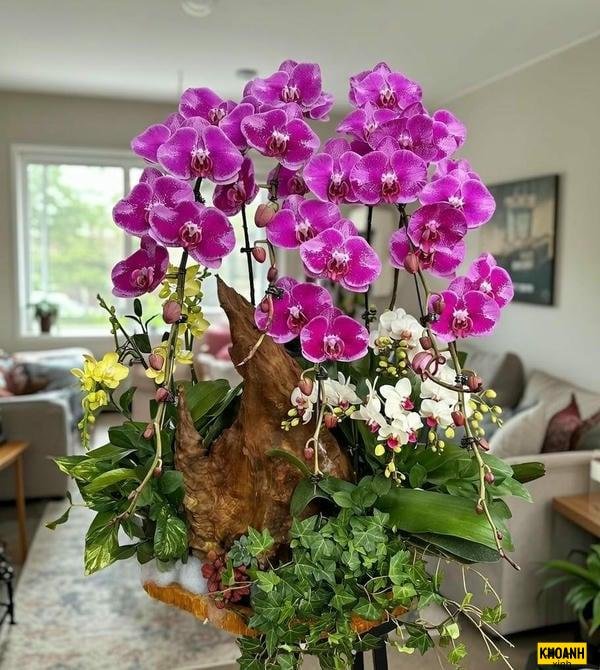 hoa lan đại hồ điệp