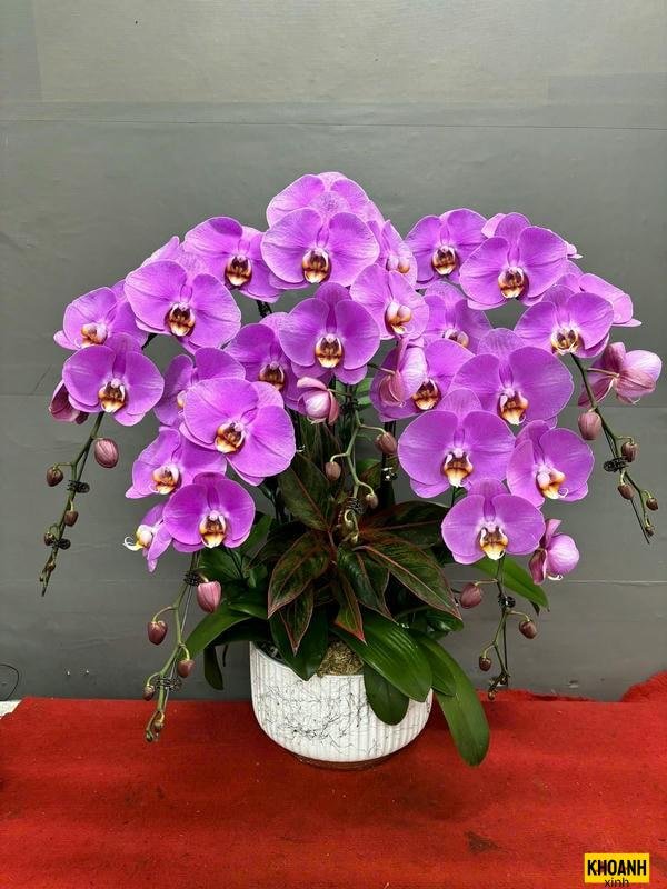 hoa lan kiểu hoàng gia