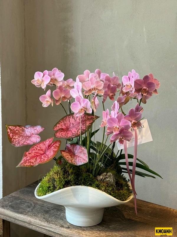 hoa lan lung linh nắng