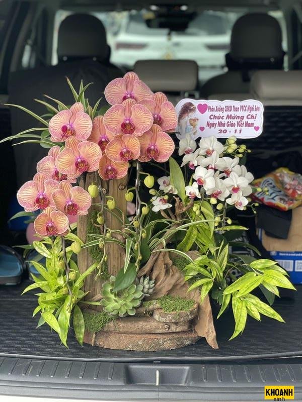 hoa lan nghe thuat hd