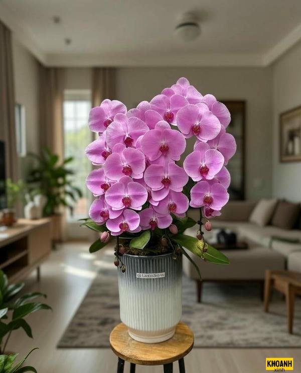 hoa lan nghệ thuật hd