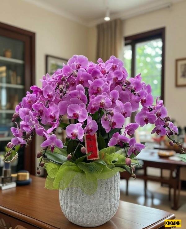 hoa lan tím mộng mơ