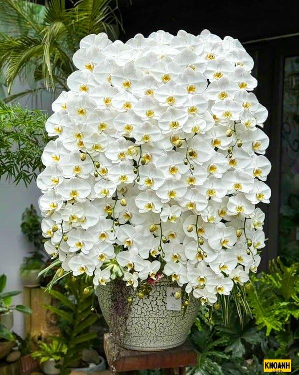 hoa lan trang tri dep